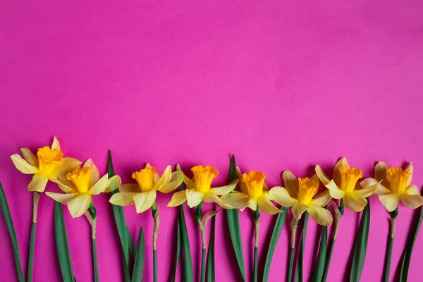 Fundo rosa com flores de narcisos amarelos. Fundo da primavera — Fotografia de Stock