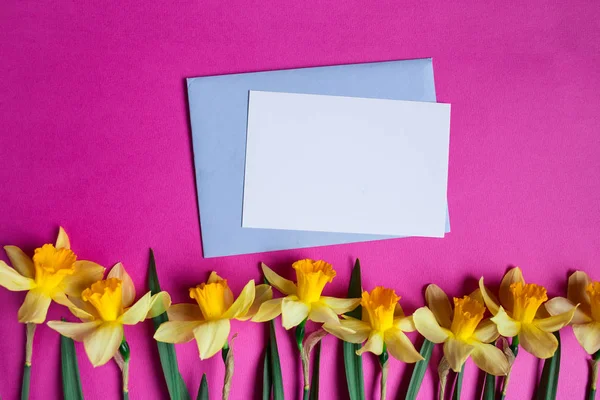 Fundo rosa com flores narcisos amarelos e cartão de presente. Dia das mães ou dia das mulheres — Fotografia de Stock