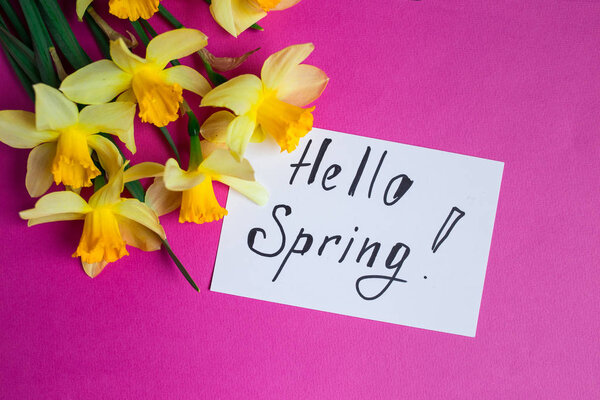 Pink background with Yellow daffodils flowers and gift card. Mothers day or Womens day background