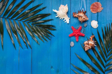 Palmiye yaprakları ile Tropikal yaz arka plan, mavi ahşap masa üzerinde deniz kabukları.