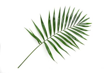 Beyaz arka planda tropikal yeşil palmiye yaprakları. Düz yatıyordu