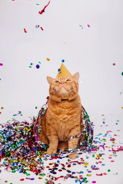 Entzückende rote britische Katze mit Konfetti und Partyhut — Stockfoto