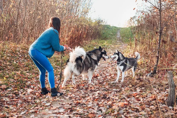 Dois cães grandes em uma caminhada conhecer uns aos outros — Fotografia de Stock