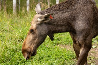 Yedekteki genç geyik
