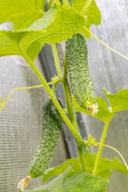 Genç yeşil salatalık Bush 'ta çukur açtı.