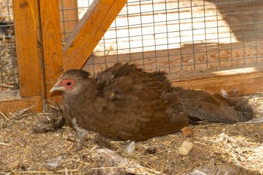 Kafesteki dişi kahverengi sülün.