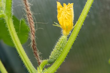 Genç yeşil salatalık Bush 'ta çukur açtı.