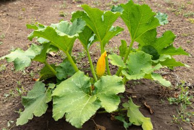 Bahçede çiçekli kabak çalısı