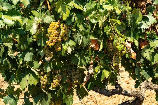 Bunches Green Grapes Vine — Stock Photo, Image