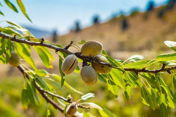 Groene Amandelen Een Tak — Stockfoto