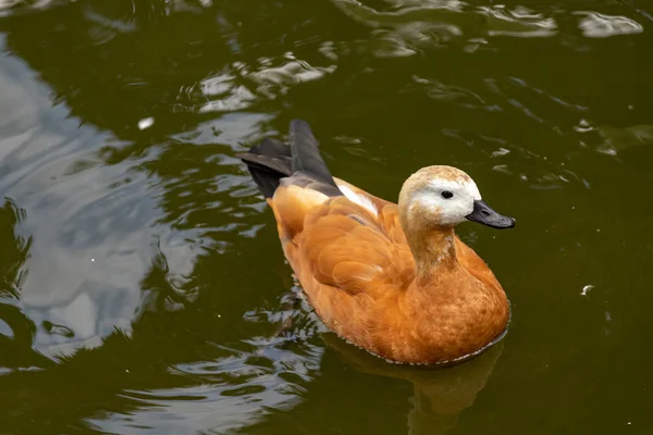 Canard Roux Shelduck Nage Dans Lac — Photo