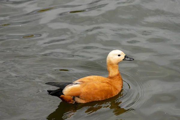 Pato Rubicundo Shelduck Nada Lago — Fotografia de Stock