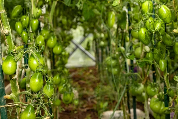 Grüne Tomaten Auf Einem Busch Einem Gewächshaus — Stockfoto