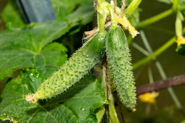 Jeune Concombre Vert Pattes Sur Bush — Photo