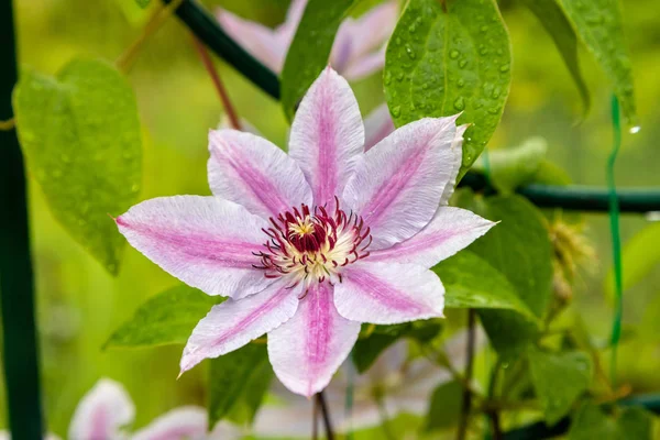 Yazın çiçek tarhında pembe bir Clematis.