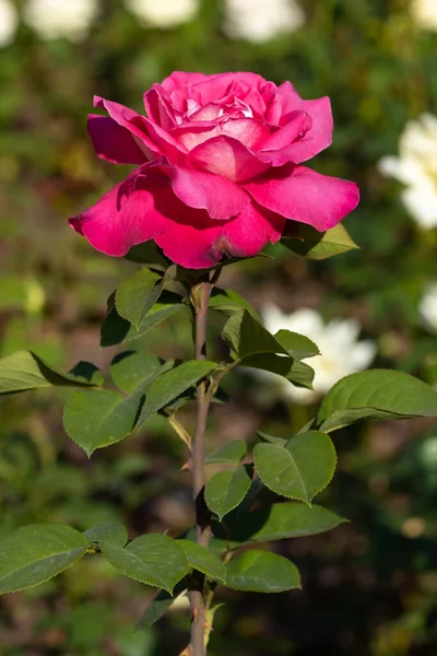 Roses Roses Dans Jardin Gros Plan — Photo