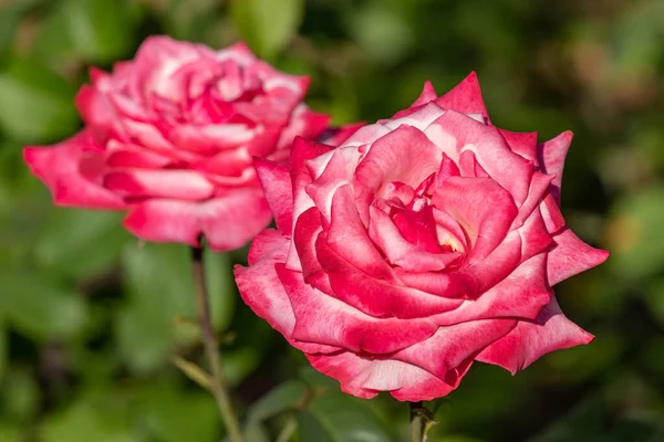 Roses Roses Dans Jardin Gros Plan — Photo