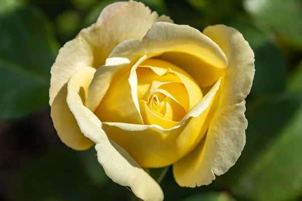 Jardin Rose Jaune Fleur Gros Plan — Photo