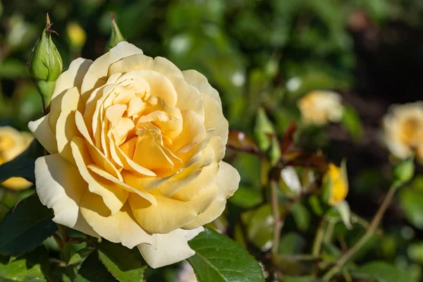 Jardin Rose Jaune Fleur Gros Plan — Photo