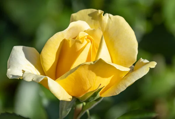 Gartengelb Stieg Blume Nahaufnahme — Stockfoto