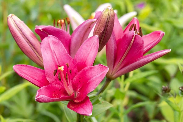 Garden Lily Flowers Close — Stock Photo, Image