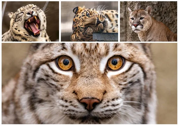 Zestaw Zdjęć Dużych Kotów Puma Lampart Lampart Śnieżny Ryś Zbliżenie — Zdjęcie stockowe