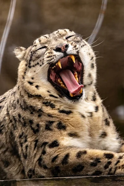 Leopardo Neve Jaz Uma Gaiola Zoológico Com Dentes Desnudados Irbis — Fotografia de Stock