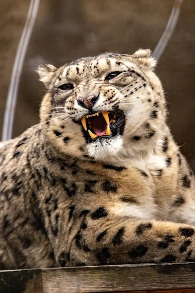 Leopardo Nieve Yace Una Jaula Zoológico Con Los Dientes Desnudos —  Fotos de Stock