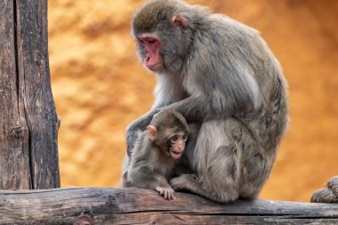 Dişi bir Japon makağı bir yavruyu kucaklıyor. Macaca fuscata. yakın plan