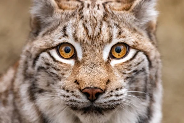 Portret Van Een Lynx Close Lynx Lynx — Stockfoto