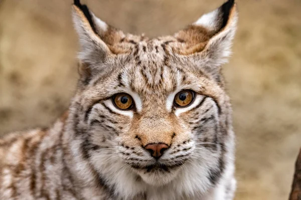 Portret Van Een Lynx Close Lynx Lynx — Stockfoto