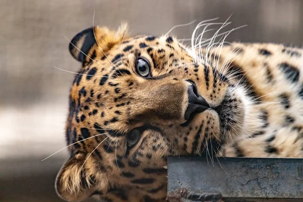 Retrato Leopardo Acostado Costado Cubierta Cerca —  Fotos de Stock