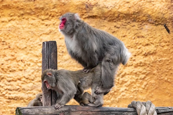 Japon makakların çiftleşmesi. Macaca fuscata. yakın plan.