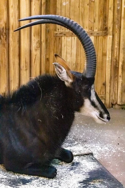 Siyah antilop portresi. Hippotragus Nijer. Kapat..