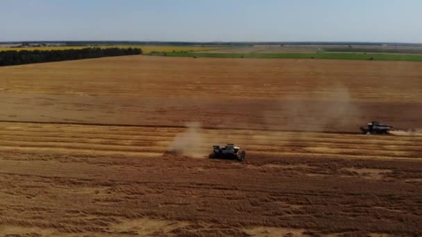 Combine Harvesting Aerial View Agricultural Machine Collecting Golden Ripe — 图库视频影像