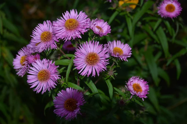 Красива Яскрава Квітка Розквітла Осінньому Саду — стокове фото