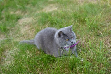 Gece kedi yürüyüşü. Köyün çimenleri, hayvanları temizliyor. Gri, güzel gözler.