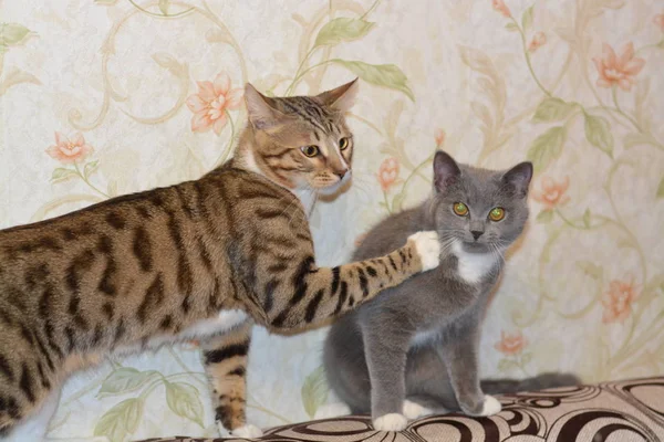 Gatos Desfrutar Descanso Uma Casa Acolhedora Quente — Fotografia de Stock