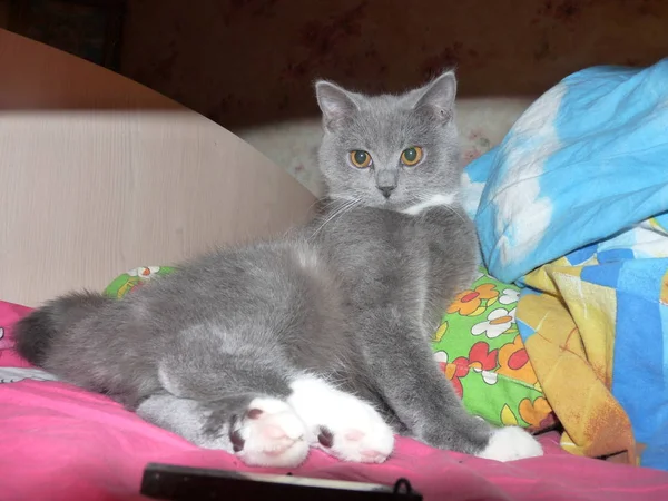 Cat Blissful Home Enjoys Comfort — Stock Photo, Image