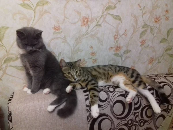 Kediler Sıcak Bir Evde Dinlenmeyi Severler — Stok fotoğraf