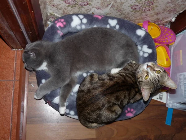 Gatos Desfrutar Descanso Uma Casa Acolhedora Quente — Fotografia de Stock