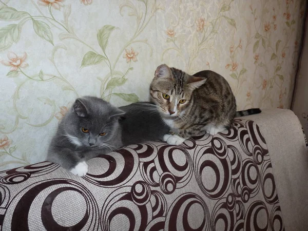 Katzen Genießen Ruhe Einem Warmen Gemütlichen Haus — Stockfoto