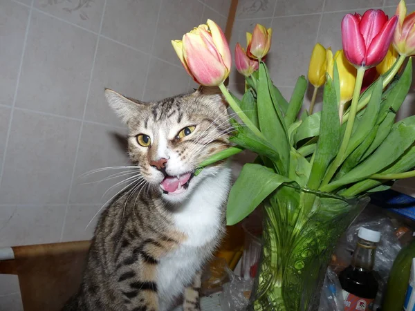 Cat Tastes Bouquet Fresh Flowers — Stock Photo, Image