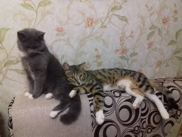 Gatos Desfrutar Descanso Uma Casa Acolhedora Quente — Fotografia de Stock