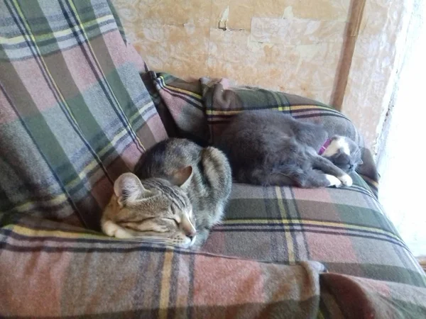 Cats Enjoy Rest Warm Cozy House — ストック写真