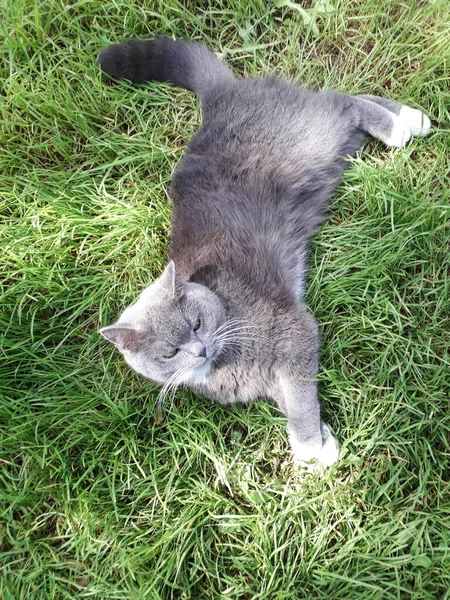 灰色の英国の猫が緑の芝生の上に横たわっている — ストック写真