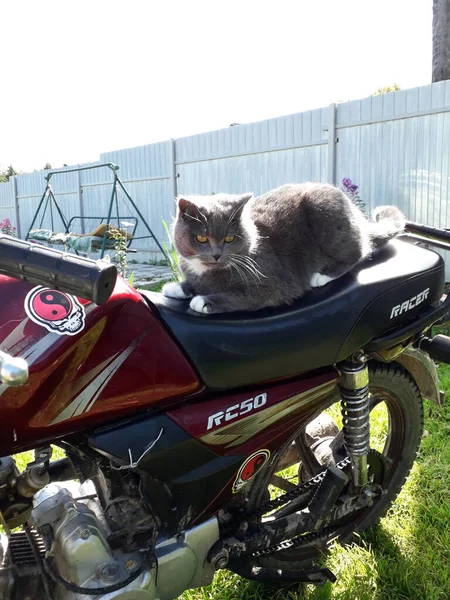 Gato Britânico Cinza Está Deitado Uma Motocicleta — Fotografia de Stock