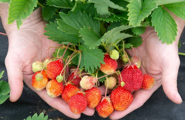 Fresas Frescas Maduras Con Hojas Yacen Las Palmas Las Manos —  Fotos de Stock