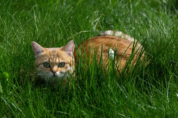 Червоний Кіт Британської Породи Лежить Траві — стокове фото
