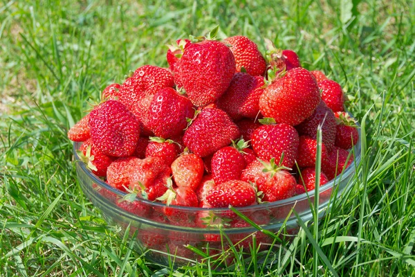 Vase Large Ripe Red Strawberries Stands Grass — Stock Photo, Image